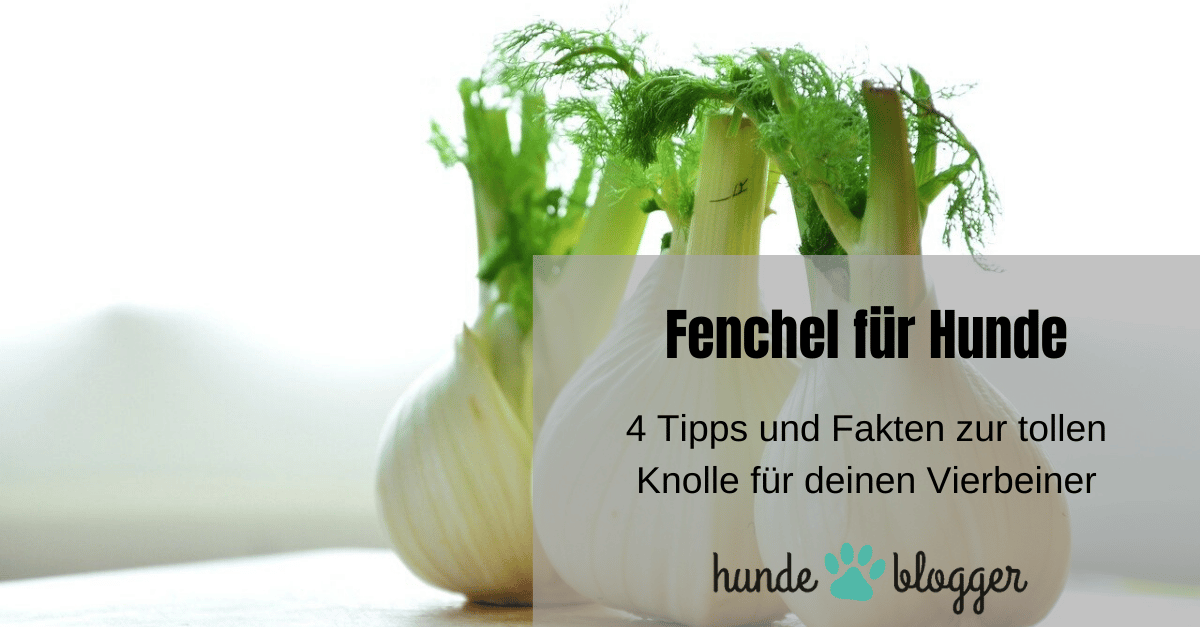 Fenchel für Hunde 4 Tipps und Fakten zur tollen Knolle