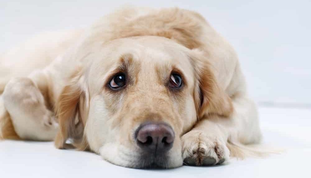 Futter für Hunde mit Verdauungsstörungen