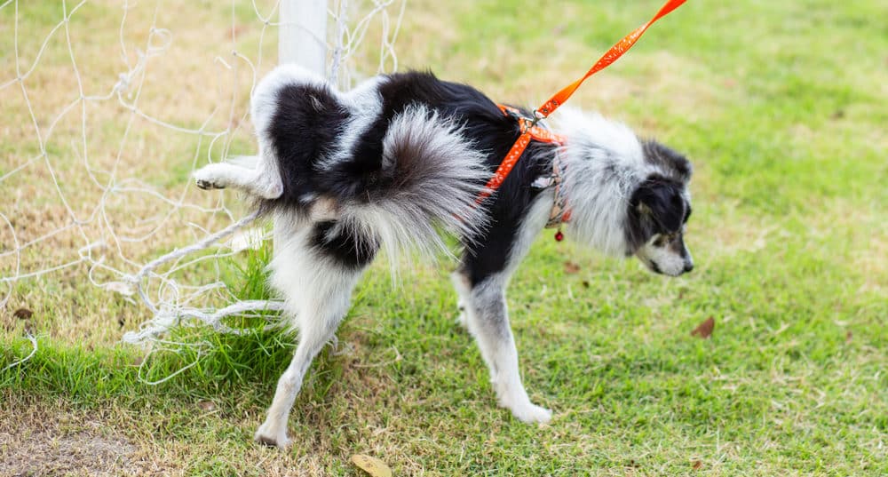 Wie oft mit dem Hund Gassi gehen?