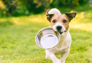 Hundefutter für Magen Darm empfindliche Hunde Test