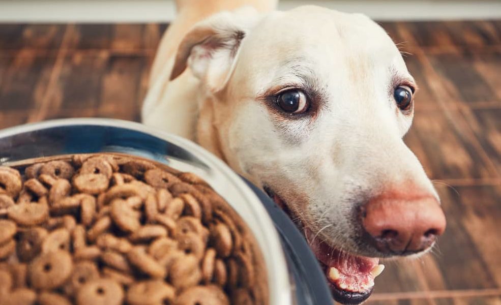 Trockenfutter für Hunde mit empficher Verdauung
