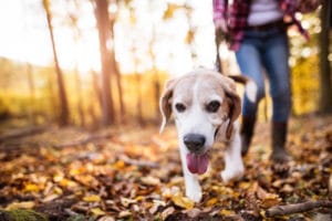 Wie oft müssen Hunde Gassi gehen