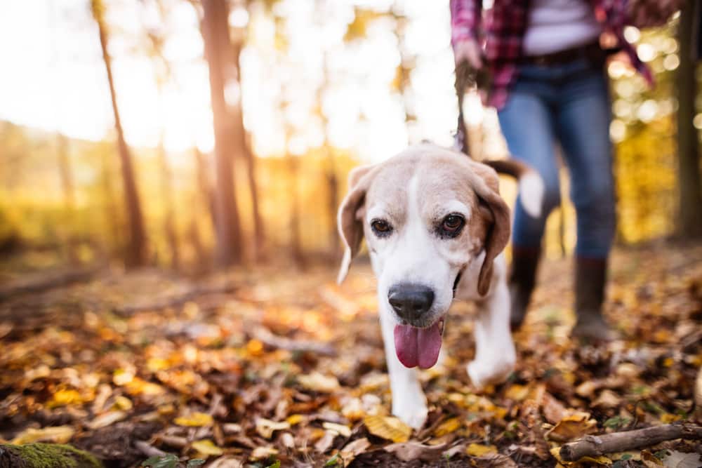 Wie oft ein Hund raus zum Gassigehen? HundeBlogger