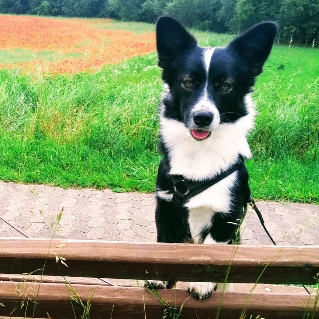 Goli ist ein Hundefutter-Tester!