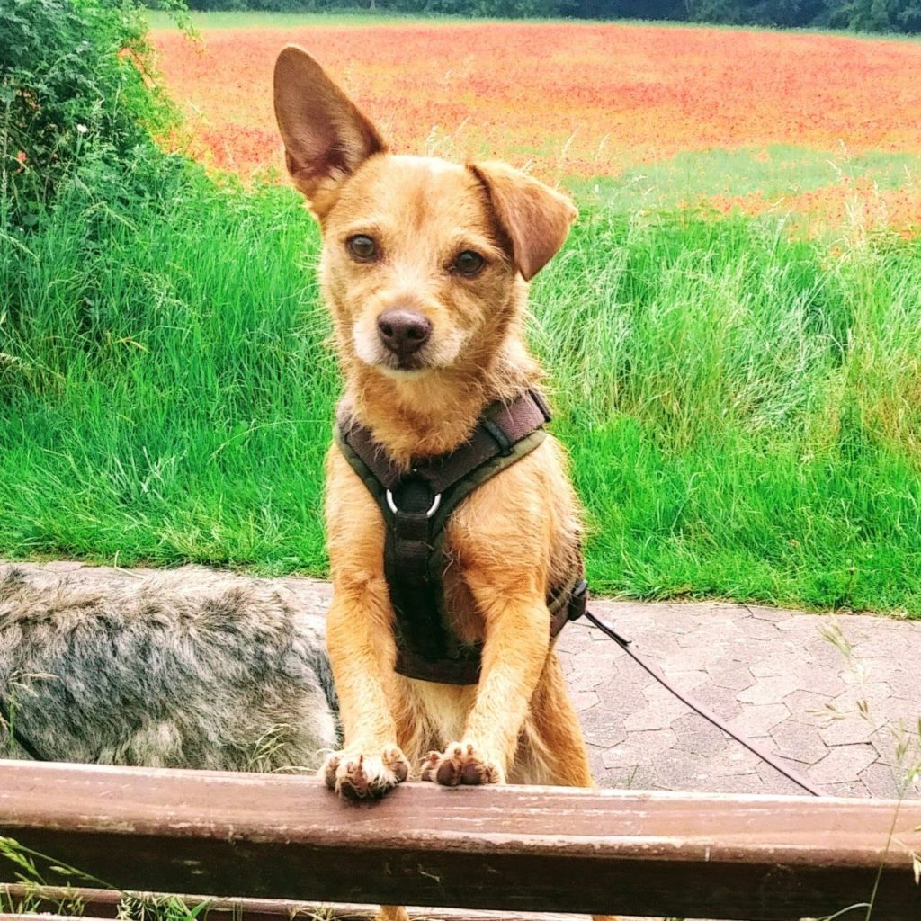Die kleine Kali ist ein wichtiger Mitarbeiter bei unserem Hundefutter Vergleich!