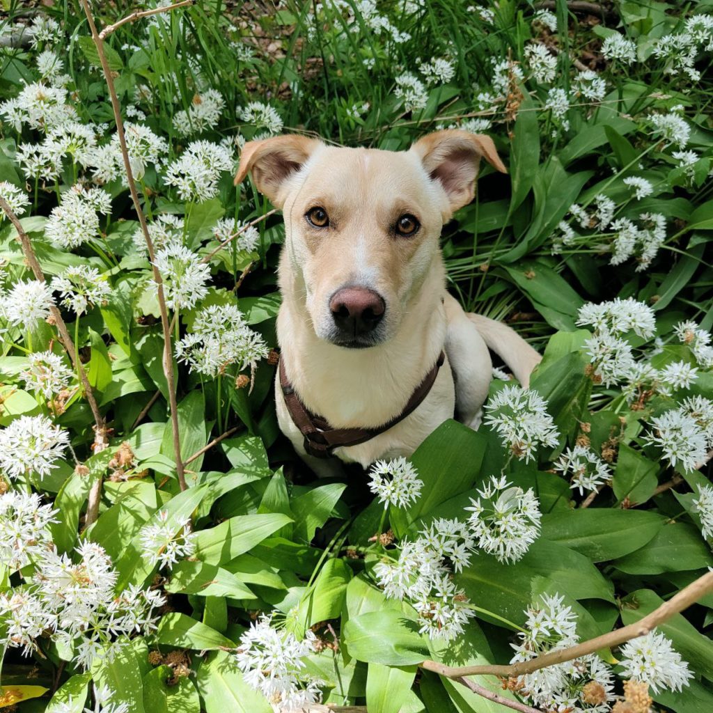 Auch Santosh ist beim Hundefutter Test dabei!