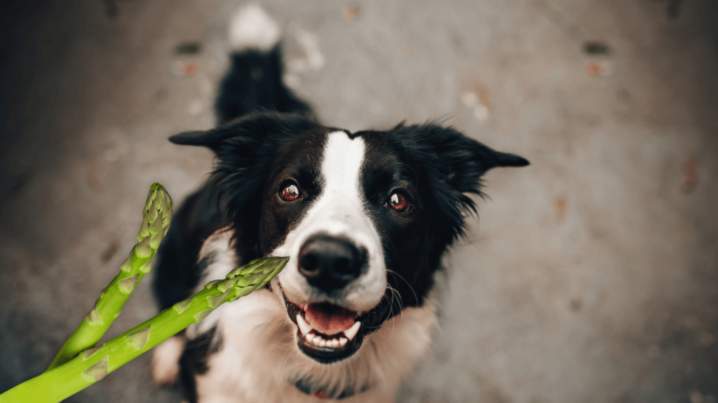 Dürfen Hunde Spargel fressen?
