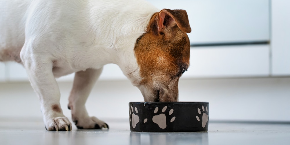 Spargel für Hunde