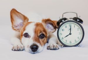 Haben Hunde ein Zeitgefühl?
