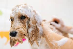 Hund mit normalem Shampoo waschen?