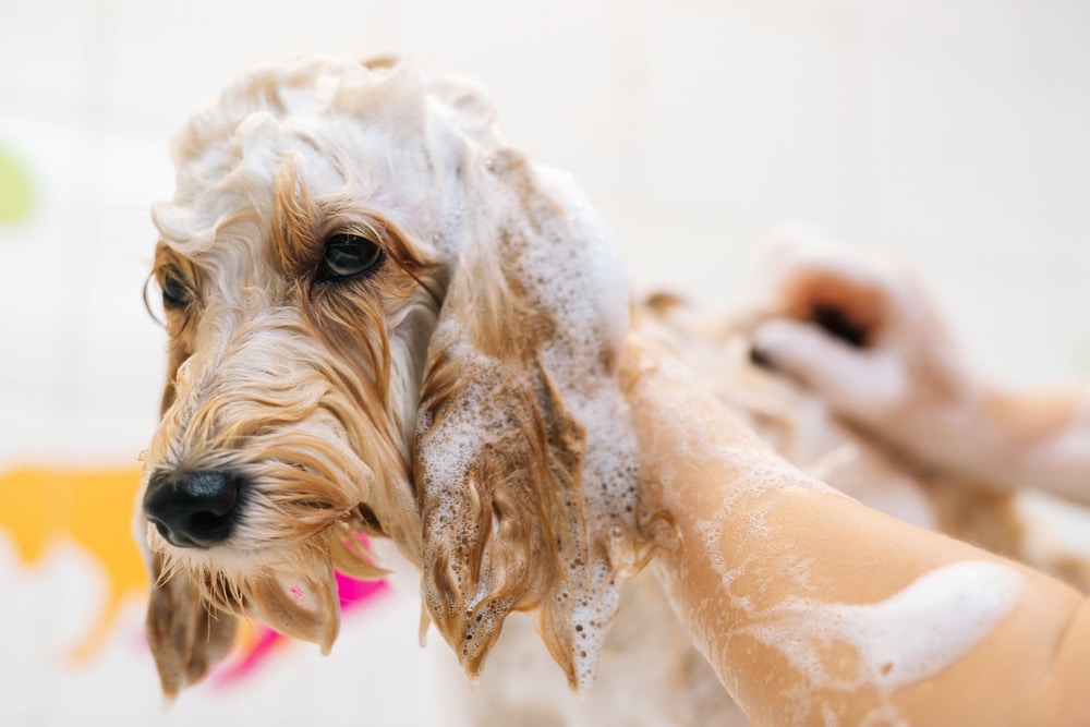 Darf Man Hunde Mit Normalem Shampoo Waschen