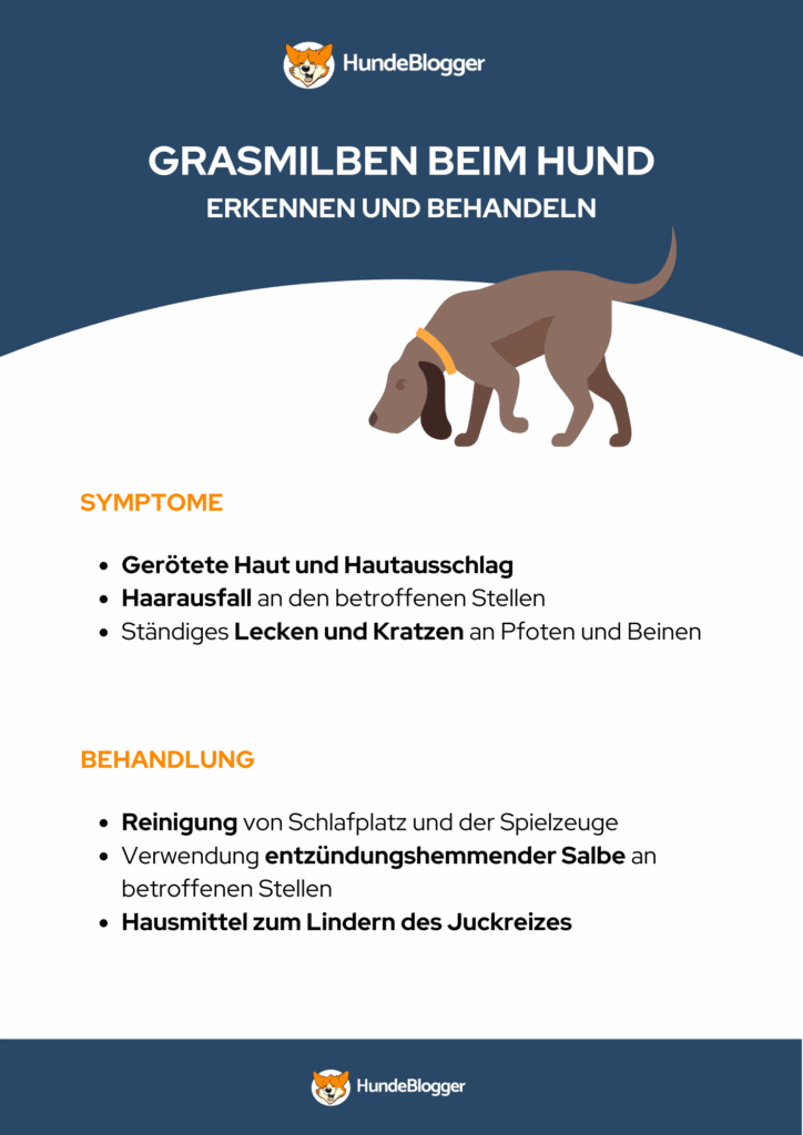 Infografik Grasmilben beim Hund