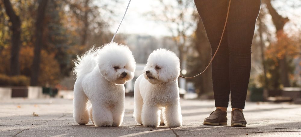 Bichon Frise Hund