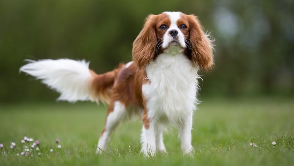 Cavalier King Charles Spaniel