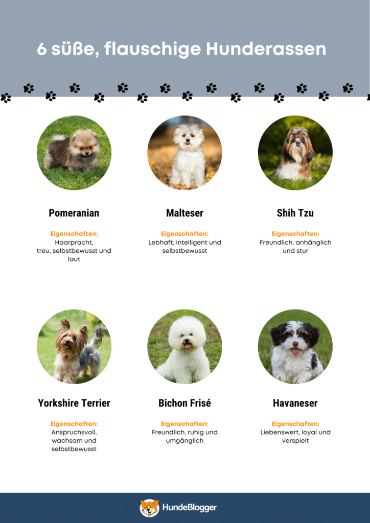Infografik: Flauschige Hunderassen