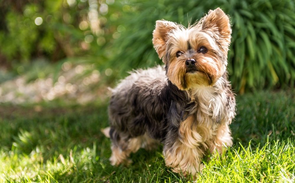 Kleine Hunderassen mit Bild: Yorkshire Terrier