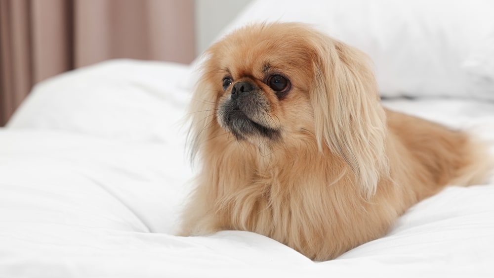 Pekinese Hunderasse