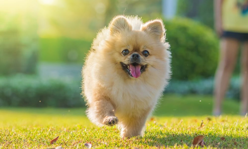 Pomeranian - kleine Hunde