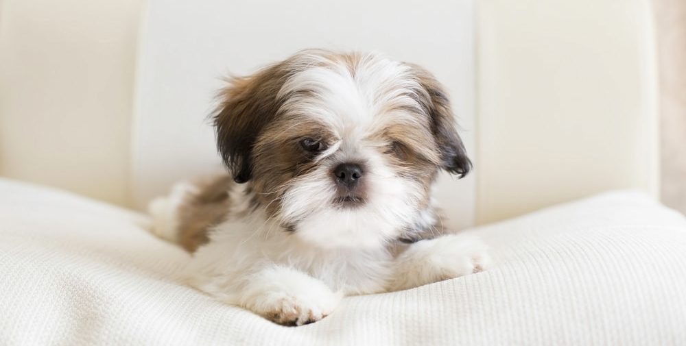 Shi Tzu Hunderasse