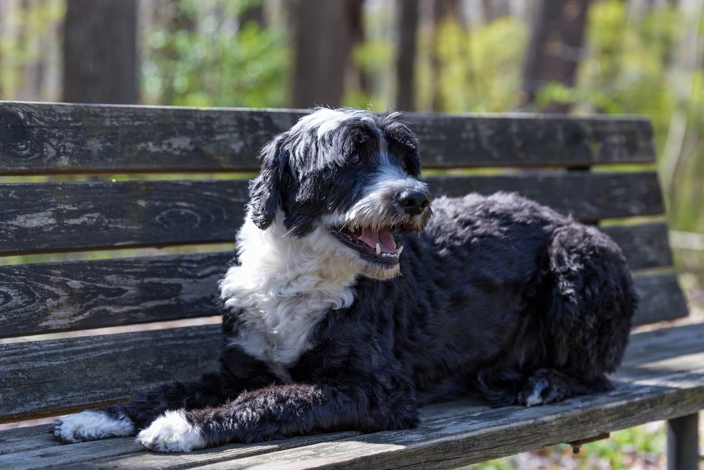 Allergikerfreundliche Hunderasse: Der portugiesische Wasserhund