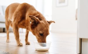 Hund trinkt Milch aus einer Schale