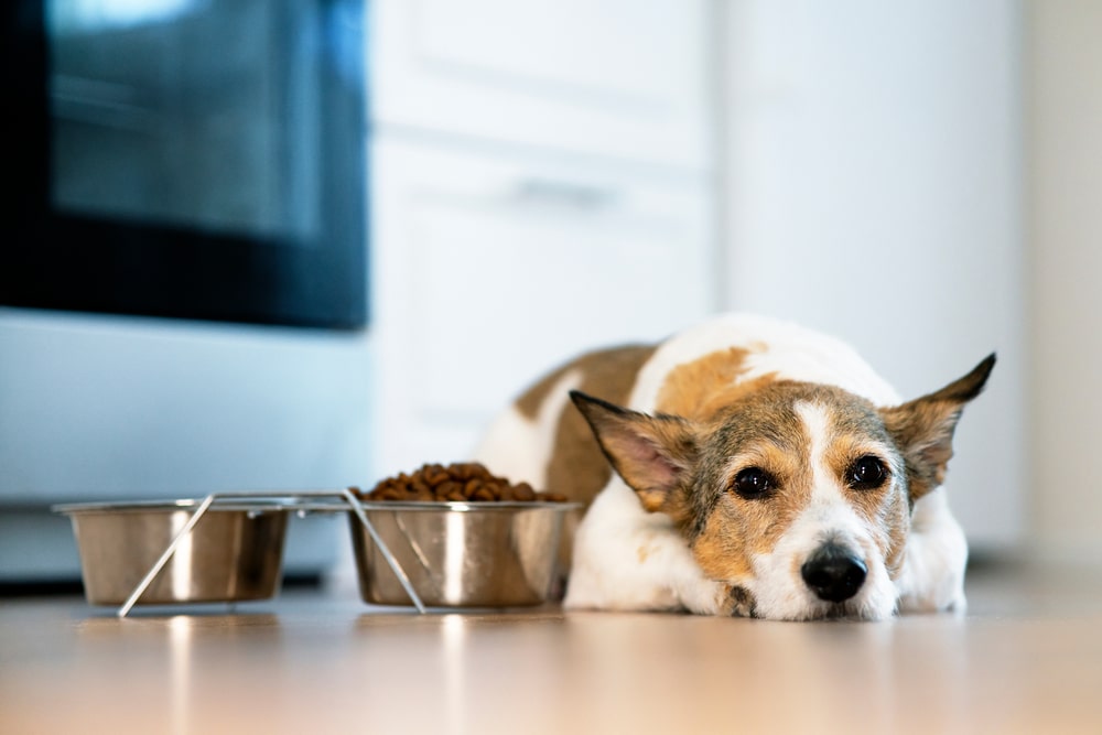 Hund Milch Probleme