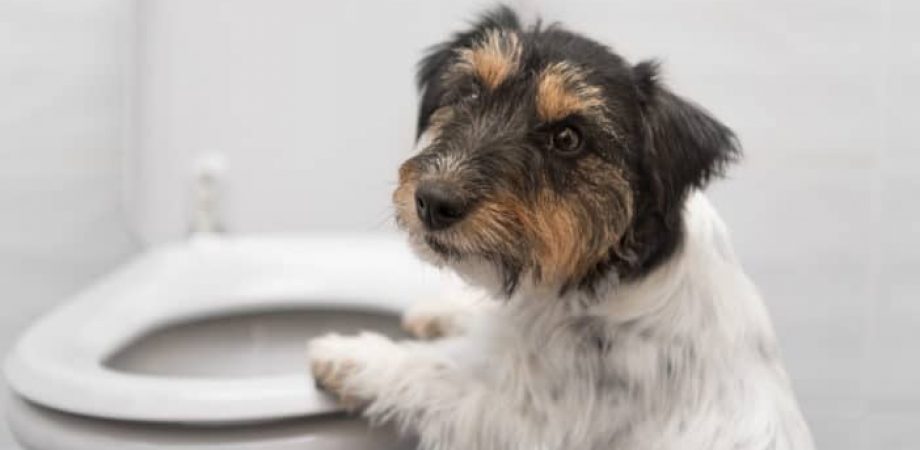 Blasenentzündung Hund