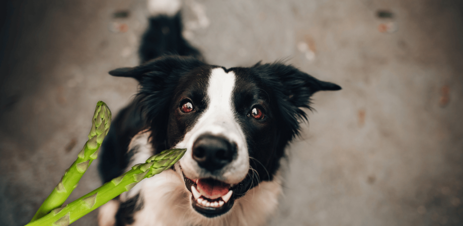 Dürfen Hunde Spargel fressen?