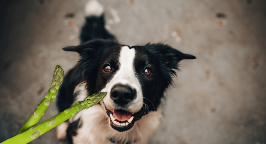 Dürfen Hunde Spargel fressen?