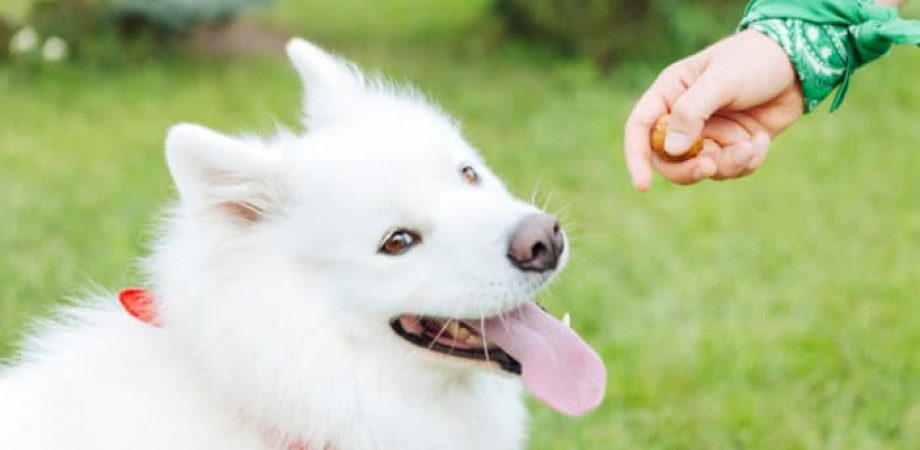 Dürfen Hunde Nüsse essen
