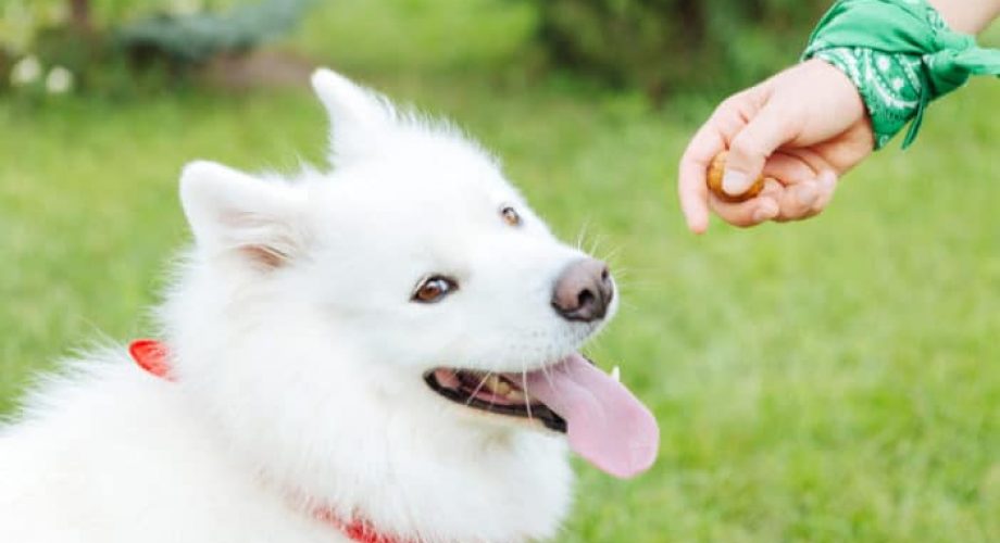 Dürfen Hunde Nüsse essen
