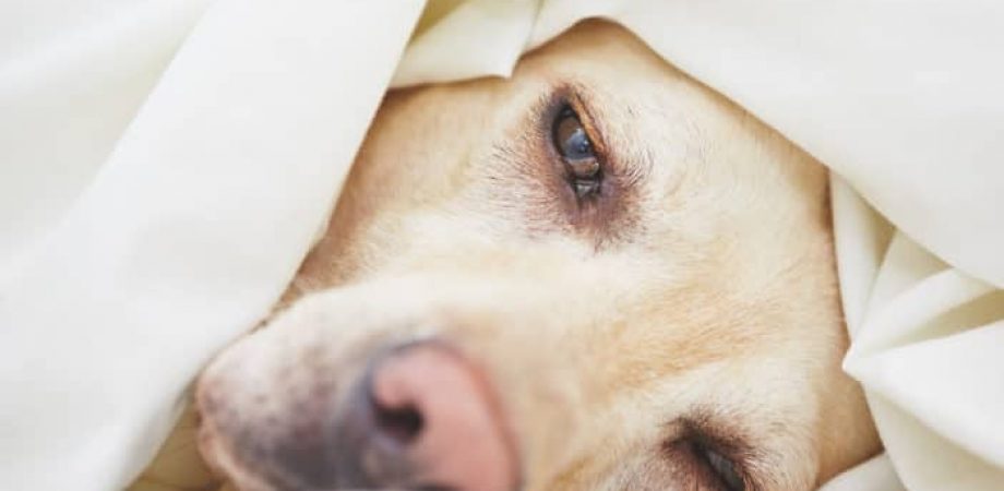 Erbrechen beim Hund