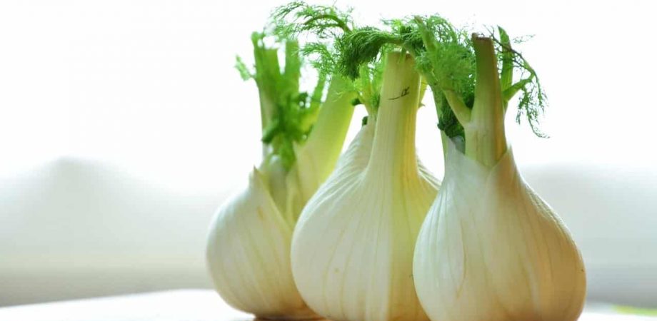 Fenchel für Hunde