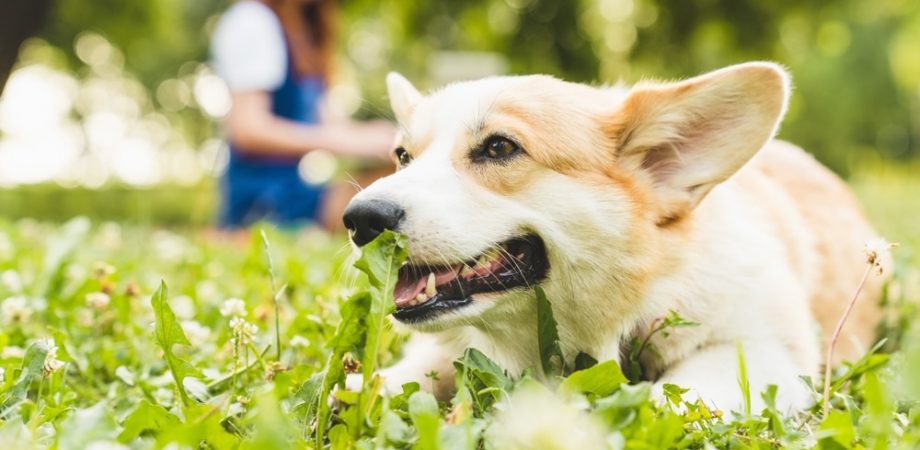Grasmilben Hund