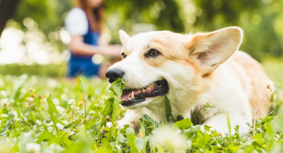 Grasmilben Hund