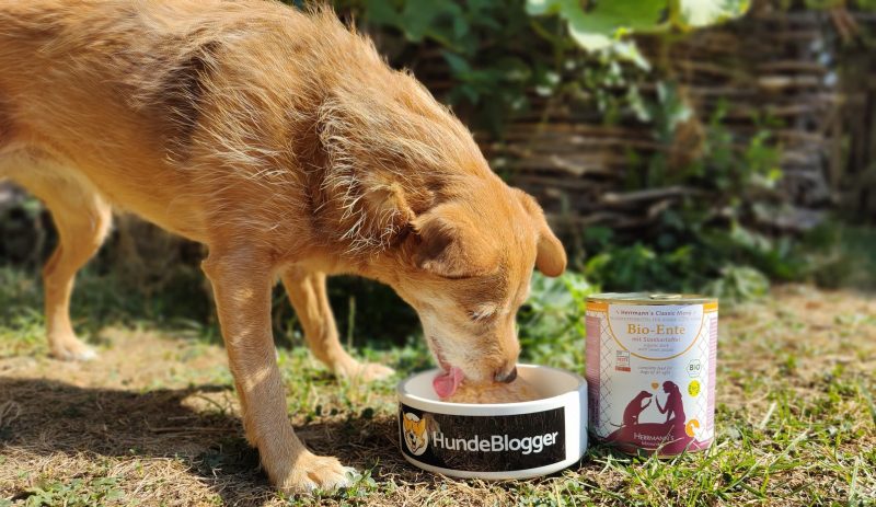 Herrmanns Hundefutter Praxistest