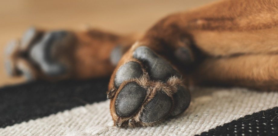 Hund Pfoten Pflege Winter