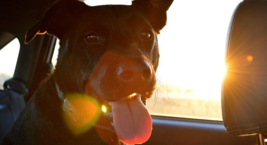 Hund ans Autofahren gewöhnen