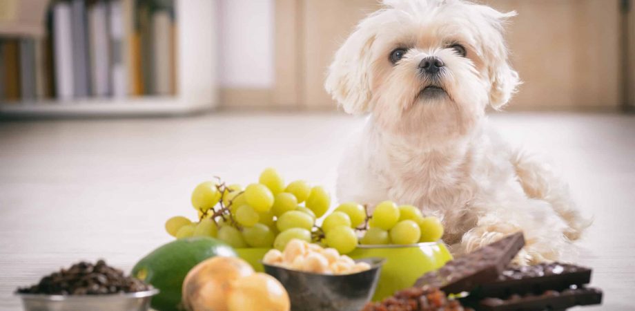 Hund giftige Lebensmittel