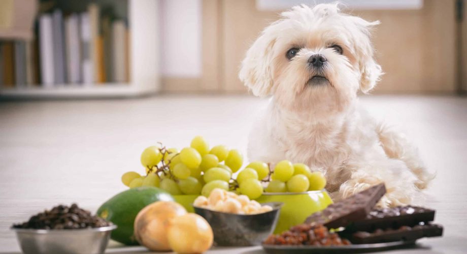 Hund giftige Lebensmittel