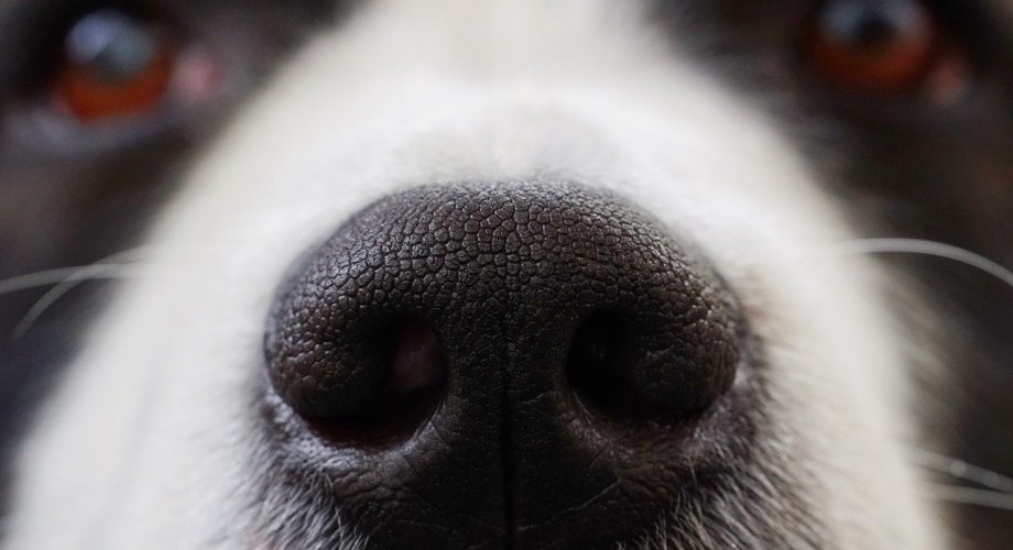 Hund warme trockene Nase