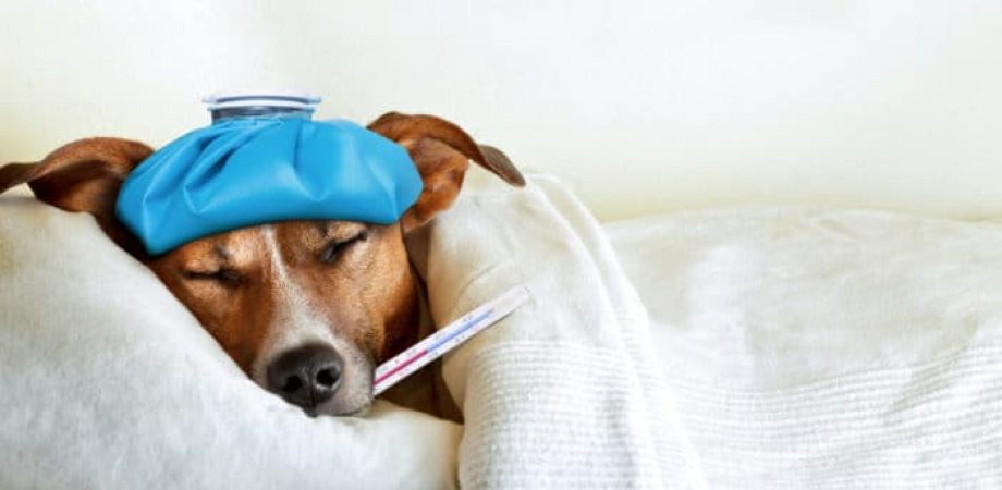 Symptome von Hundekrankheiten