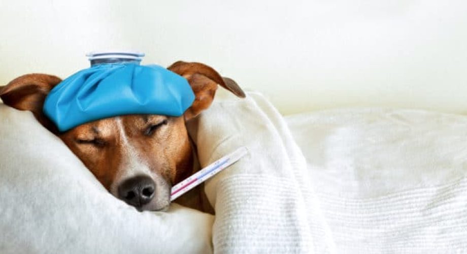 Symptome von Hundekrankheiten