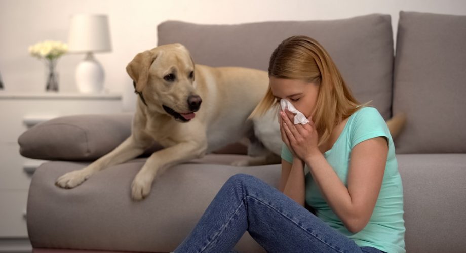 Hunde für Allergiker