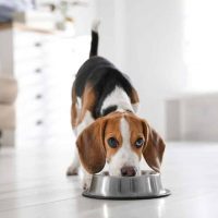 Hundefutter und Hundeernährung