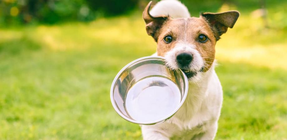Hundefutter für Magen Darm empfindliche Hunde Test