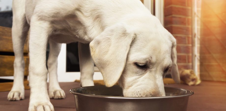 Hundefutter mit hohem Fleischanteil
