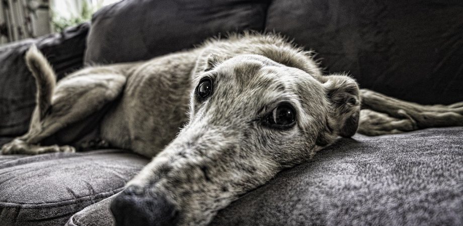 Hundeurin entfernen Geruch Sofa