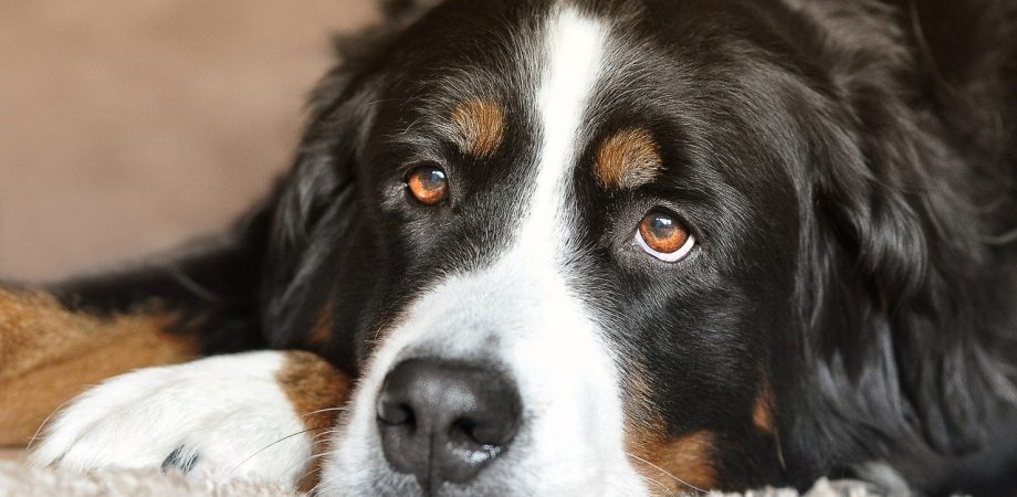 Läufigkeit Hund