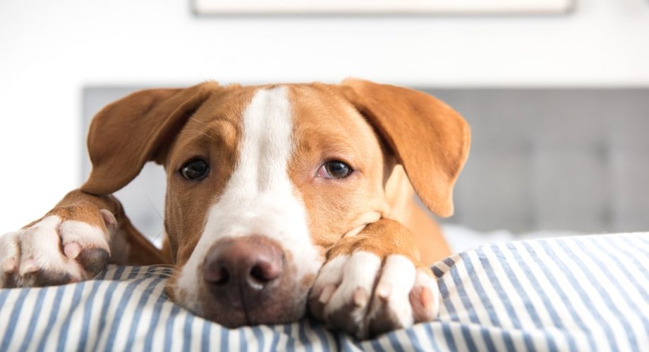 Darmgeräusche Hund